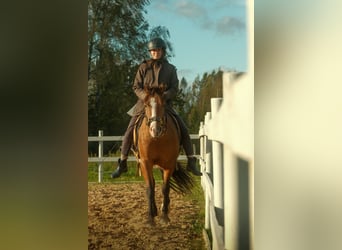 Sonstige Rassen, Wallach, 4 Jahre, 139 cm, Rotbrauner