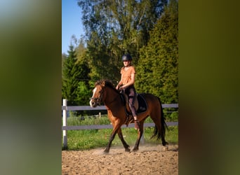Sonstige Rassen, Wallach, 4 Jahre, 139 cm, Rotbrauner