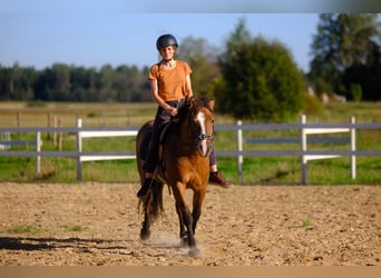 Sonstige Rassen, Wallach, 4 Jahre, 139 cm, Rotbrauner