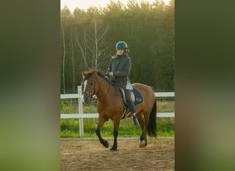 Sonstige Rassen, Wallach, 4 Jahre, 139 cm, Rotbrauner