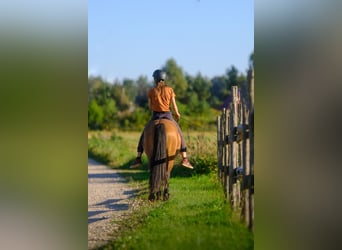 Sonstige Rassen, Wallach, 4 Jahre, 139 cm, Rotbrauner