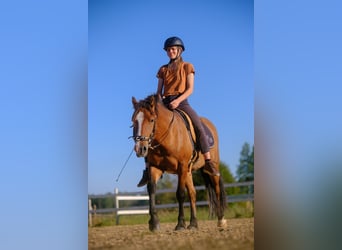 Sonstige Rassen, Wallach, 4 Jahre, 139 cm, Rotbrauner