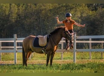 Sonstige Rassen, Wallach, 4 Jahre, 139 cm, Rotbrauner