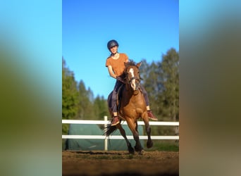 Sonstige Rassen, Wallach, 4 Jahre, 139 cm, Rotbrauner