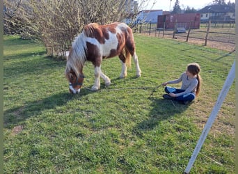 Sonstige Rassen Mix, Wallach, 4 Jahre, 140 cm