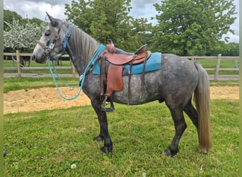 Sonstige Rassen, Wallach, 4 Jahre, 145 cm, Apfelschimmel