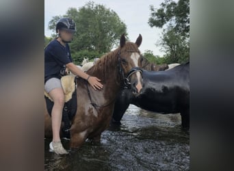 Sonstige Rassen, Wallach, 4 Jahre, 145 cm, Fuchs