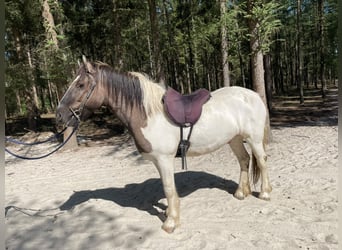 Sonstige Rassen, Wallach, 4 Jahre, 147 cm, Schecke