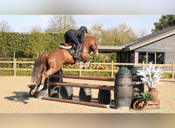 Sonstige Rassen, Wallach, 4 Jahre, 147 cm