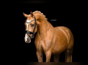 Sonstige Rassen, Wallach, 4 Jahre, 148 cm, Palomino