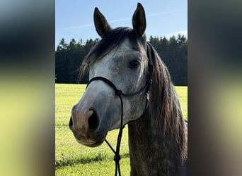 Sonstige Rassen Mix, Wallach, 4 Jahre, 150 cm, Apfelschimmel