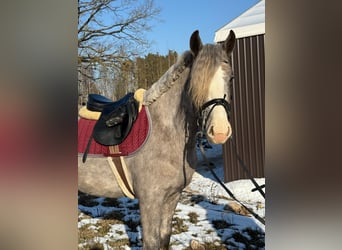 Sonstige Rassen, Wallach, 4 Jahre, 150 cm, Buckskin