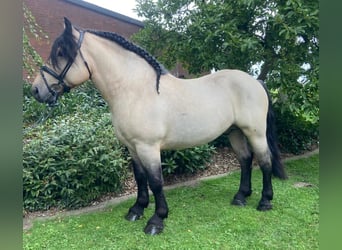 Sonstige Rassen, Wallach, 4 Jahre, 150 cm, Falbe