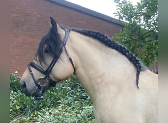 Sonstige Rassen, Wallach, 4 Jahre, 150 cm, Falbe