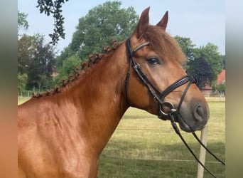 Sonstige Rassen, Wallach, 4 Jahre, 150 cm, Fuchs