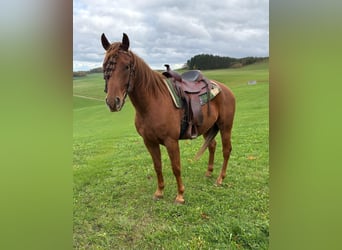 Sonstige Rassen, Wallach, 4 Jahre, 150 cm, Fuchs