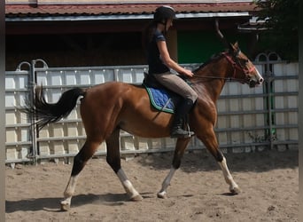 Sonstige Rassen, Wallach, 4 Jahre, 150 cm, Hellbrauner