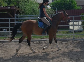 Sonstige Rassen, Wallach, 4 Jahre, 150 cm, Hellbrauner