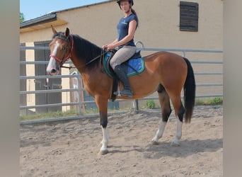 Sonstige Rassen, Wallach, 4 Jahre, 150 cm, Hellbrauner