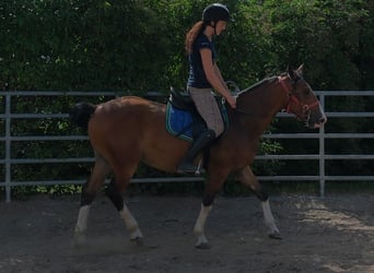 Sonstige Rassen, Wallach, 4 Jahre, 150 cm, Hellbrauner