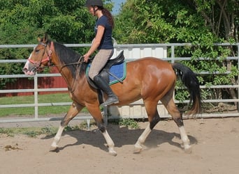 Sonstige Rassen, Wallach, 4 Jahre, 150 cm, Hellbrauner