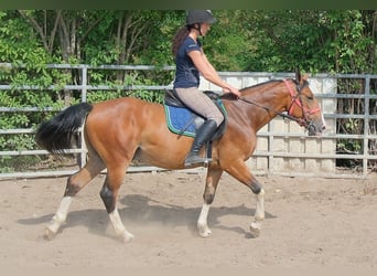 Sonstige Rassen, Wallach, 4 Jahre, 150 cm, Hellbrauner
