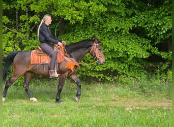 Sonstige Rassen, Wallach, 4 Jahre, 152 cm, Brauner