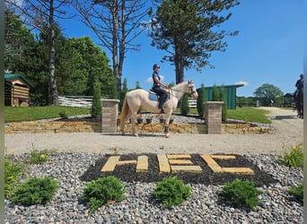 Sonstige Rassen, Wallach, 4 Jahre, 152 cm, Cremello