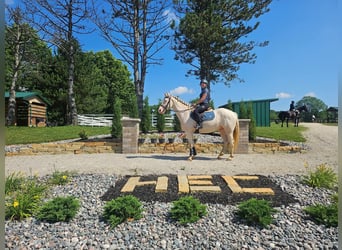 Sonstige Rassen, Wallach, 4 Jahre, 152 cm, Cremello