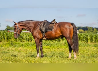 Sonstige Rassen, Wallach, 4 Jahre, 152 cm, Rotbrauner