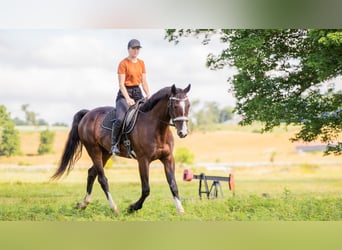 Sonstige Rassen, Wallach, 4 Jahre, 152 cm, Rotbrauner