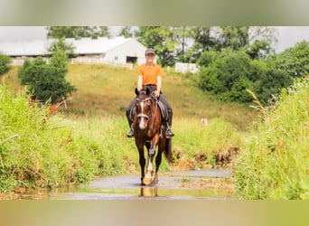 Sonstige Rassen, Wallach, 4 Jahre, 152 cm, Rotbrauner