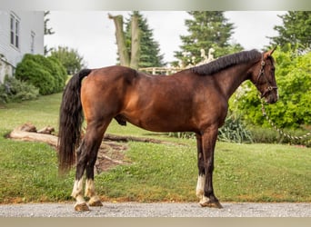 Sonstige Rassen, Wallach, 4 Jahre, 152 cm, Rotbrauner