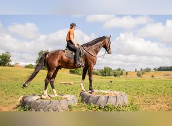 Sonstige Rassen, Wallach, 4 Jahre, 152 cm, Rotbrauner