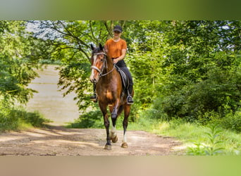 Sonstige Rassen, Wallach, 4 Jahre, 152 cm, Rotbrauner