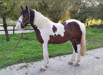 Sonstige Rassen, Wallach, 4 Jahre, 152 cm, Schecke