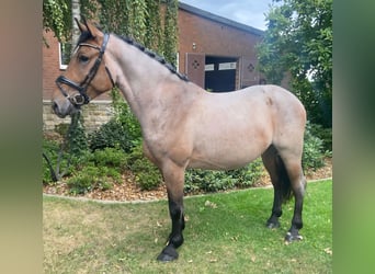 Sonstige Rassen, Wallach, 4 Jahre, 154 cm, Braunfalbschimmel