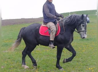 Sonstige Rassen, Wallach, 4 Jahre, 154 cm, Rappschimmel