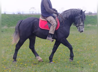 Sonstige Rassen, Wallach, 4 Jahre, 154 cm, Rappschimmel
