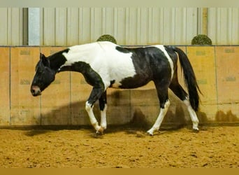 Sonstige Rassen, Wallach, 4 Jahre, 154 cm, Schecke