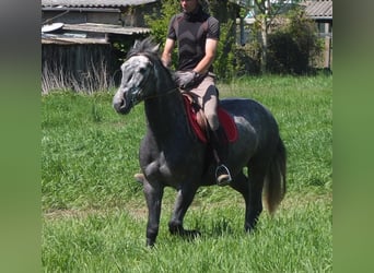 Sonstige Rassen, Wallach, 4 Jahre, 155 cm, Apfelschimmel