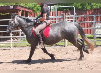 Sonstige Rassen, Wallach, 4 Jahre, 155 cm, Apfelschimmel