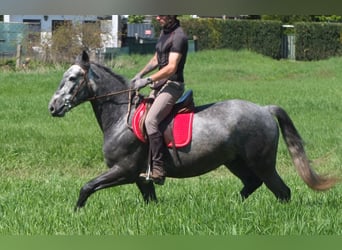 Sonstige Rassen, Wallach, 4 Jahre, 155 cm, Apfelschimmel