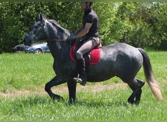 Sonstige Rassen, Wallach, 4 Jahre, 155 cm, Apfelschimmel