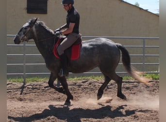 Sonstige Rassen, Wallach, 4 Jahre, 155 cm, Apfelschimmel