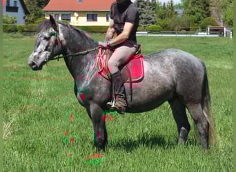 Sonstige Rassen, Wallach, 4 Jahre, 155 cm, Apfelschimmel