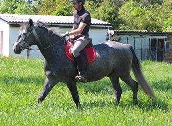 Sonstige Rassen, Wallach, 4 Jahre, 155 cm, Apfelschimmel