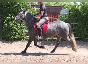 Sonstige Rassen, Wallach, 4 Jahre, 155 cm, Apfelschimmel