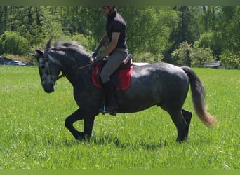 Sonstige Rassen, Wallach, 4 Jahre, 155 cm, Apfelschimmel