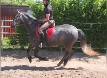 Sonstige Rassen, Wallach, 4 Jahre, 155 cm, Apfelschimmel